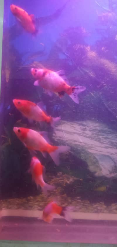 Shipping king fishes