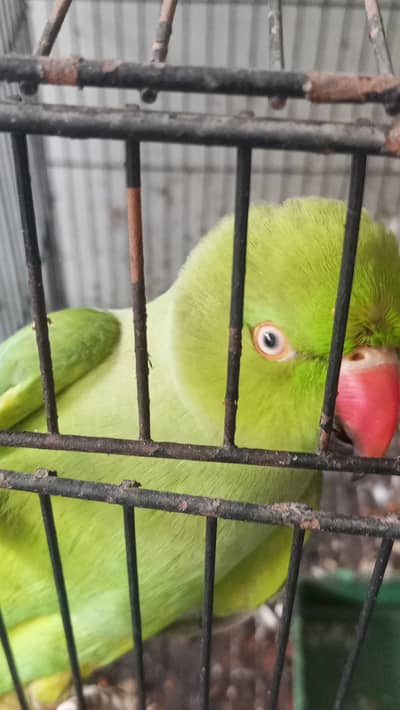 breeder madi with cage