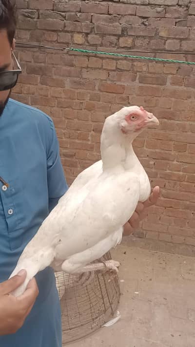 paper white Hira aseel madi  boht achi nasal k ha