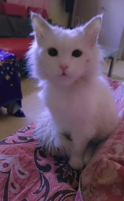 Percian Cat for sale