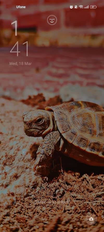 Russian Tortoise For Sale . with Tortoise Home.
