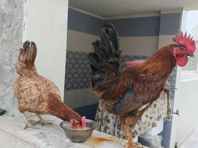 Laying eggs har din ek anda deti hai