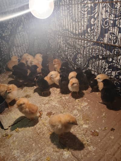 rir austrolope chicks available fully active