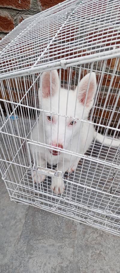 Blue dog for sale purebred health well trained