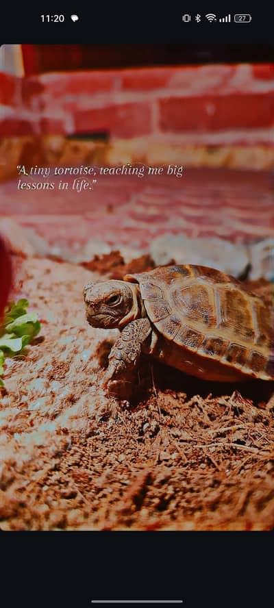Russian Tortoise For Sale . with Tortoise Home.