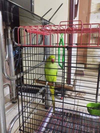 GHAR KA PALA HUA TOTA HEY SB KHATA HEY ACTIVE HEY, +92 345 2883651.