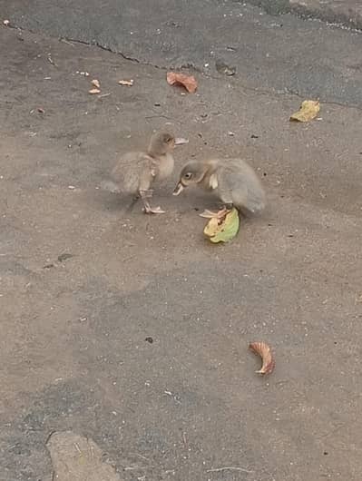 Desi ducks chicks