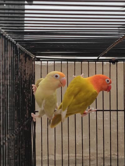 Parblu Palefallow x Green Opline palefallow/B1B2