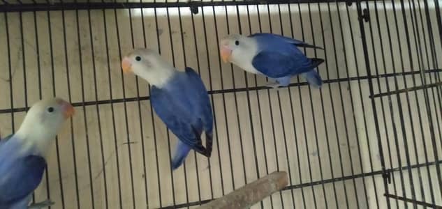 vilut opline confirm split pelfellow