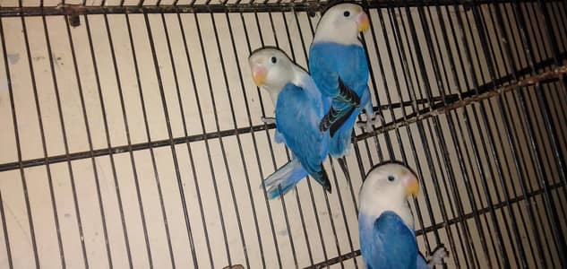 vilut opline confirm split pelfellow