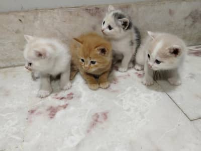 health and active semi Persian mother and 4 kittens for sale