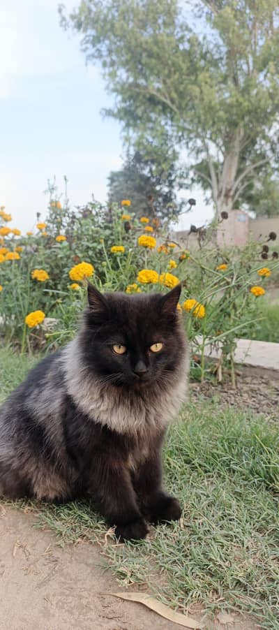 "Pure Persian Cat for Sale – Healthy & Playful"