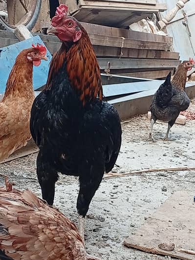 urgent sale. . 03001699202