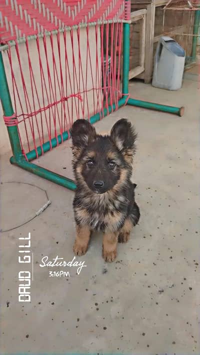 German Shepherd Puppy pedigree parents for Sale | GSD Pup | Purebred