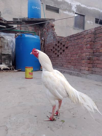 اصیل مرغا میاں والی