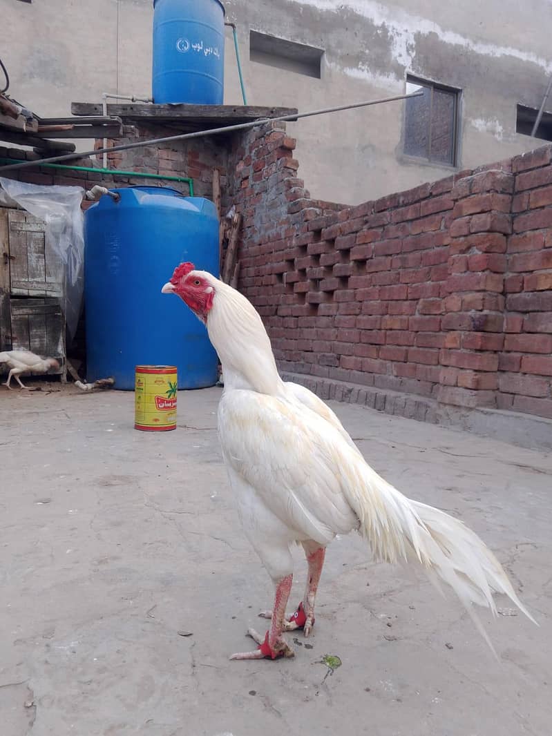 اصیل مرغا میاں والی 1