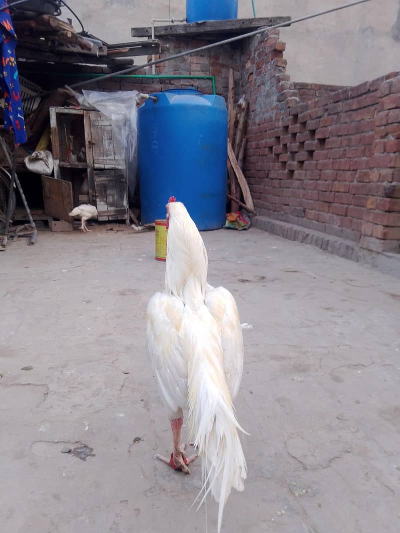 اصیل مرغا میاں والی 2