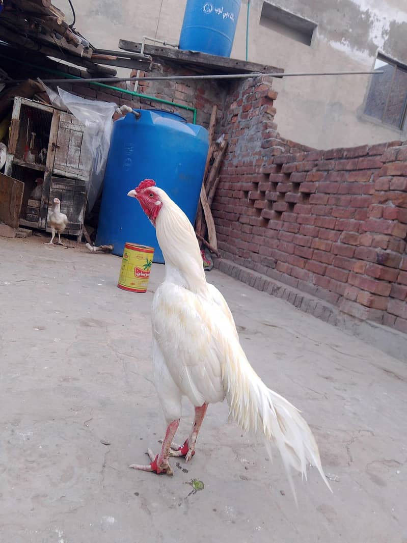 اصیل مرغا میاں والی 3