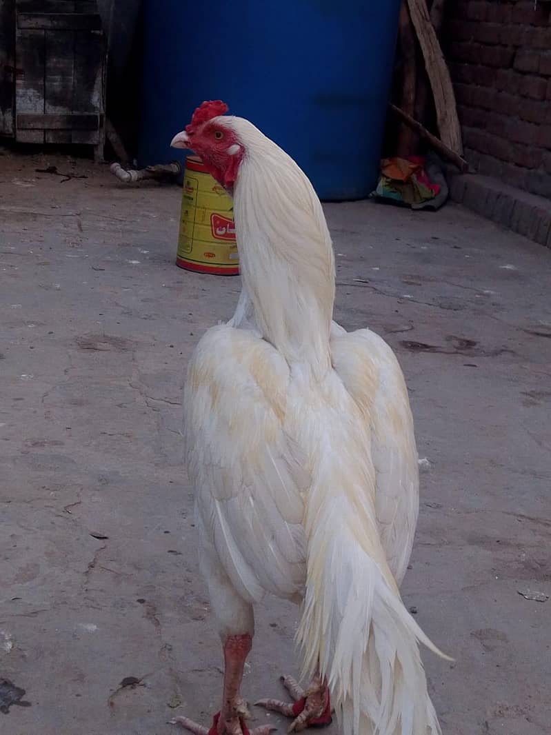 اصیل مرغا میاں والی 4