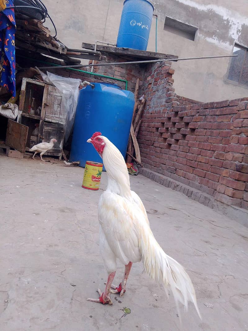 اصیل مرغا میاں والی 5