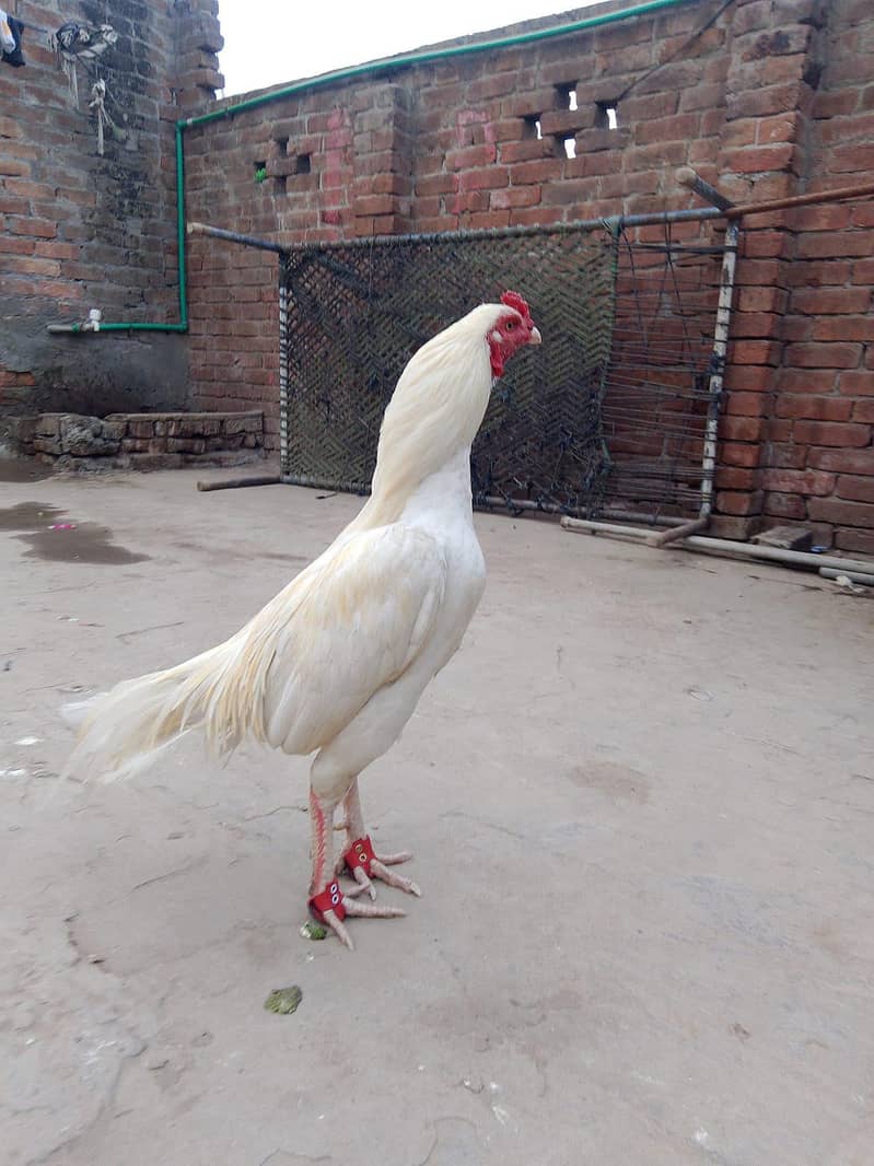 اصیل مرغا میاں والی 6