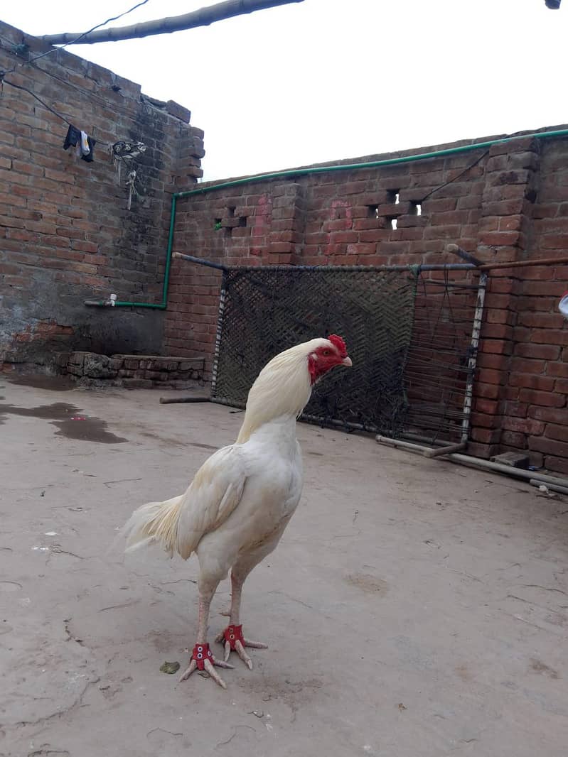 اصیل مرغا میاں والی 7