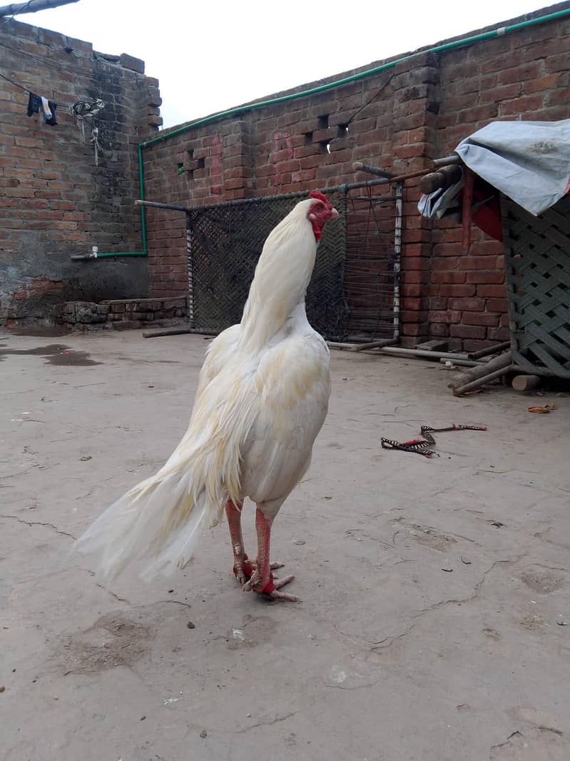 اصیل مرغا میاں والی 8