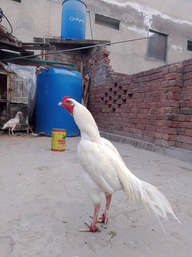 اصیل مرغا میاں والی 9