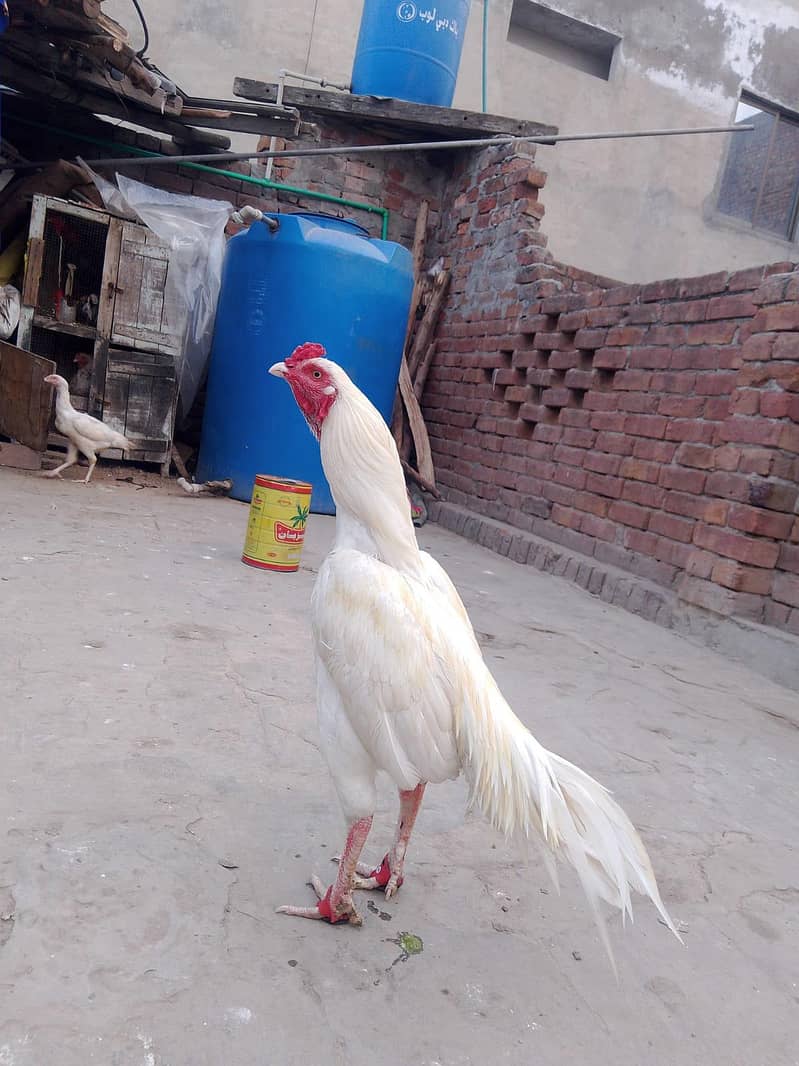 اصیل مرغا میاں والی 10