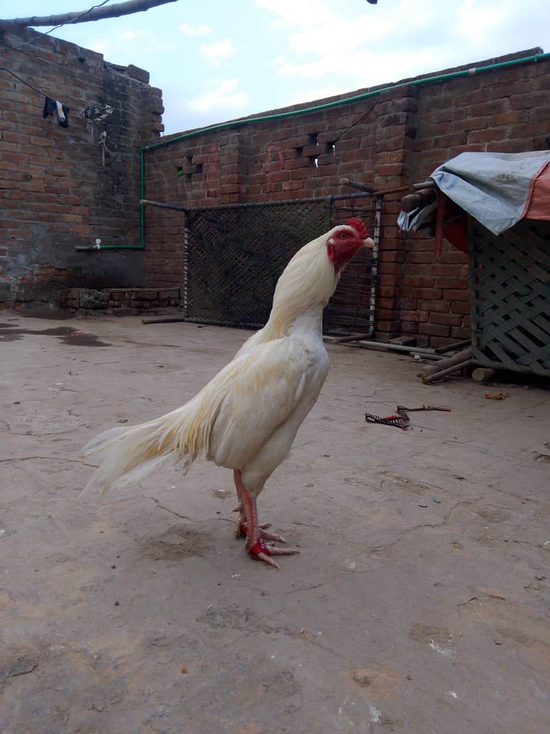 اصیل مرغا میاں والی 11