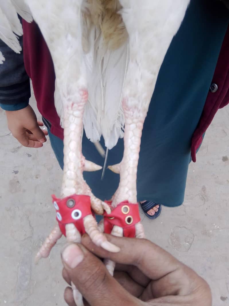 اصیل مرغا میاں والی 12