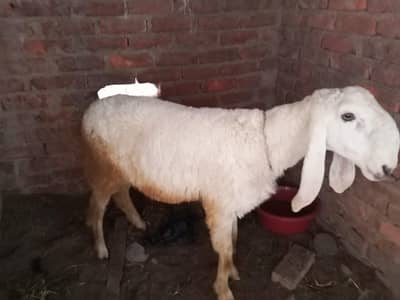 /Dhumba/Bakraeid/Dhumbamandi/