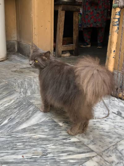 Russian cat for sell