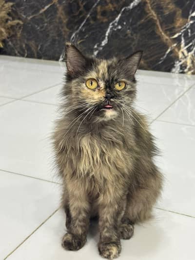 Beautiful Persian Cat in Tortoise Shell Print for Sale