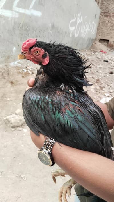 Pure aseel Mushka male