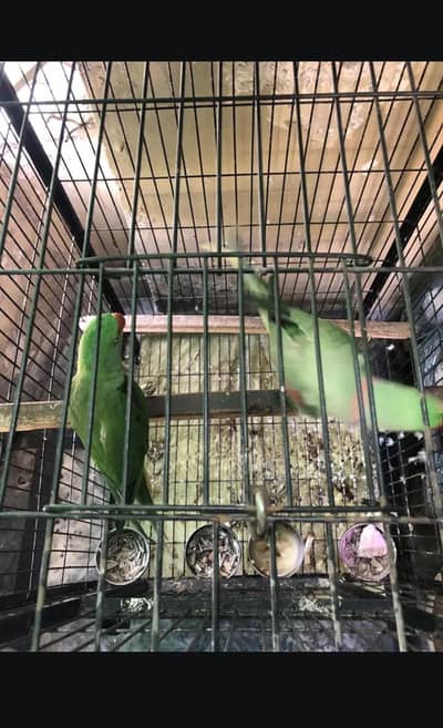 Young mature adulte pair