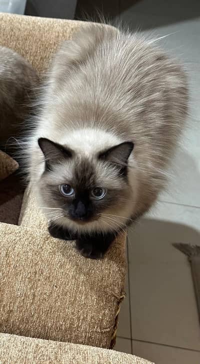 Beautiful Himalayan cat