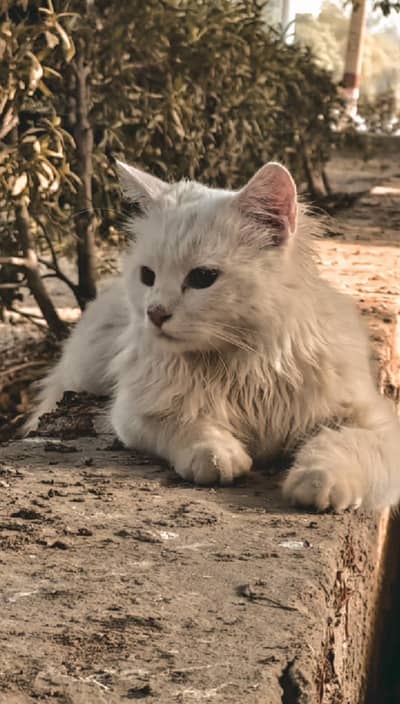 pershian cat fully trained and cat food should be free for you