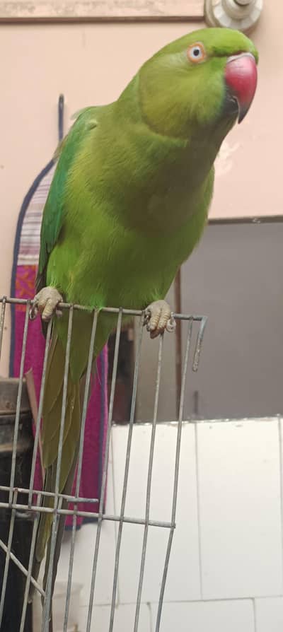 talking indain ring neck