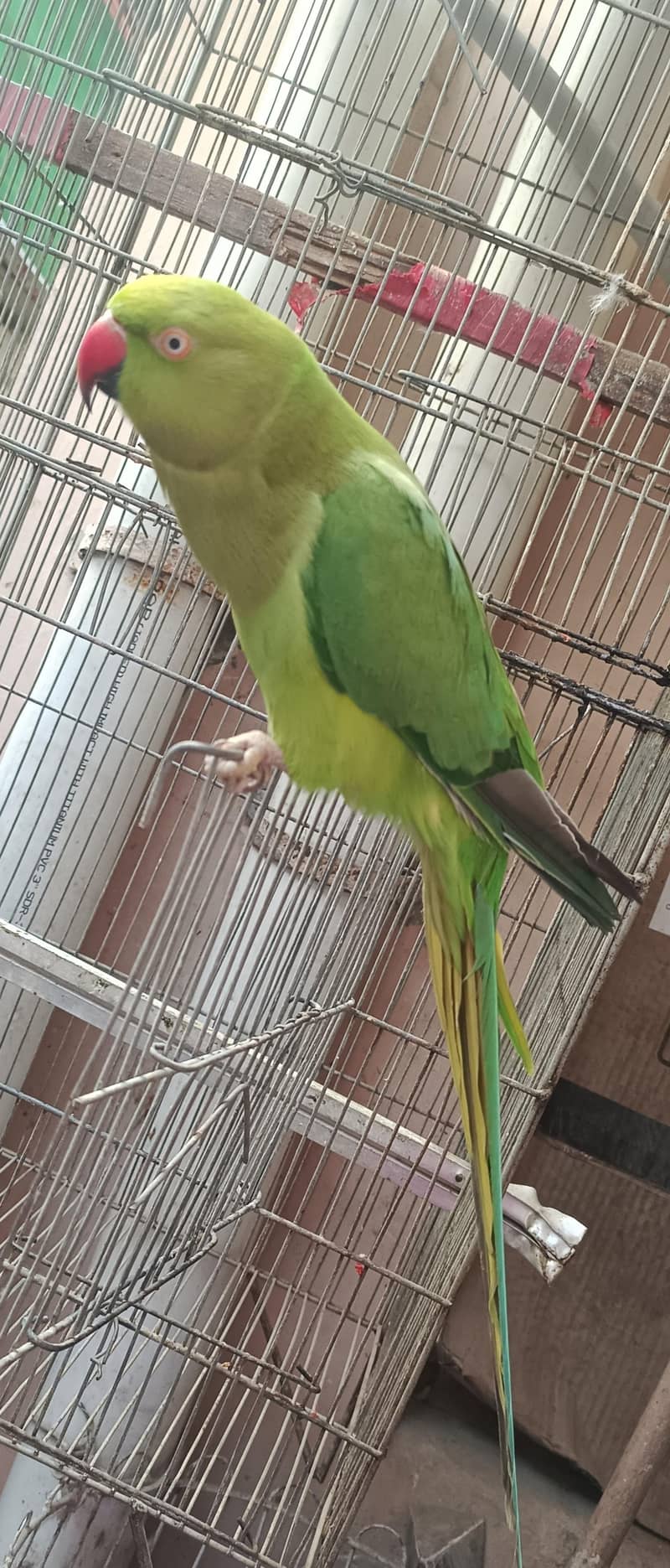 talking indain ring neck 1