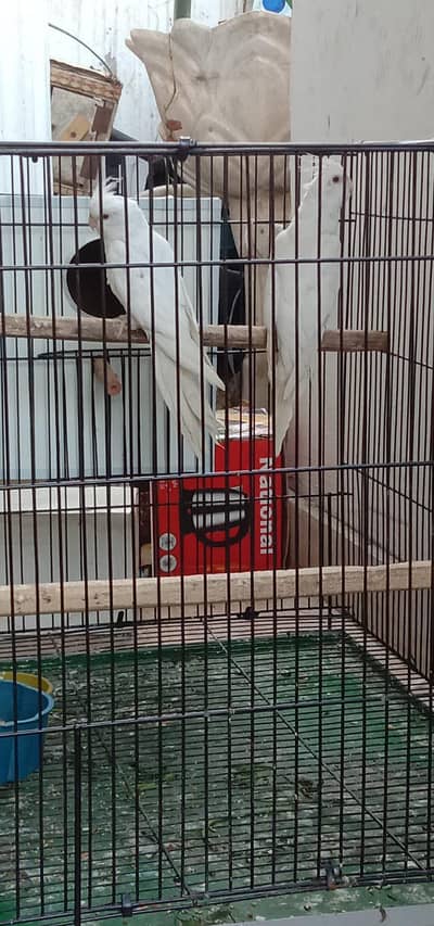 Red eyes cocktail breeder pair king size