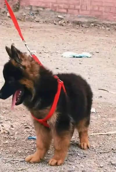 German shepherd puppies for urgent sale My WhatsApp 0326=7544=942