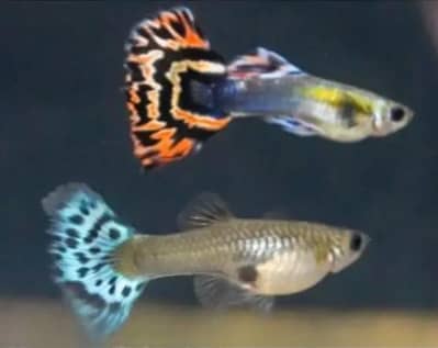 mix guppy