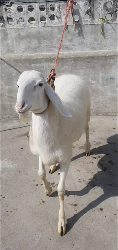 pure white nukra dumba | sheep | Goat | Qurbani dumba