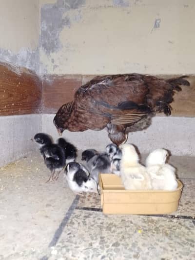 pure aseel hen with chicks