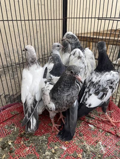 Banky,Teddy,Golden,Ram puri