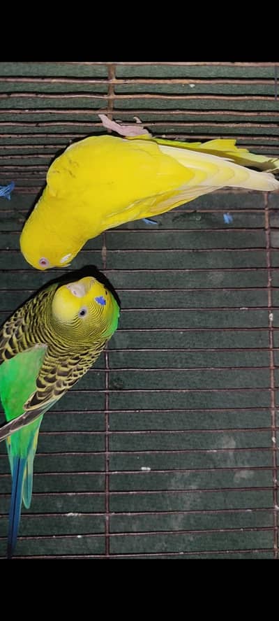 Australian Parrots Pair