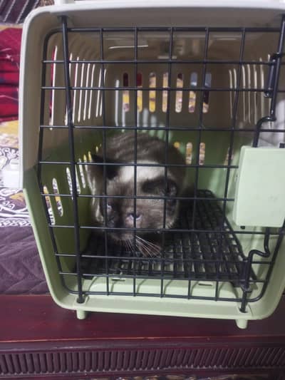 Cat for sale because am going out of