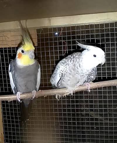 looking for new shelter