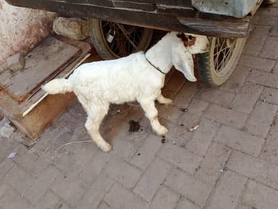 bakra bacha